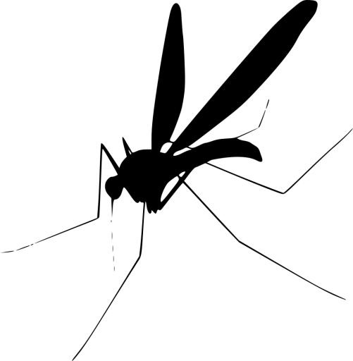 蚊子 PNG免抠(960x980)