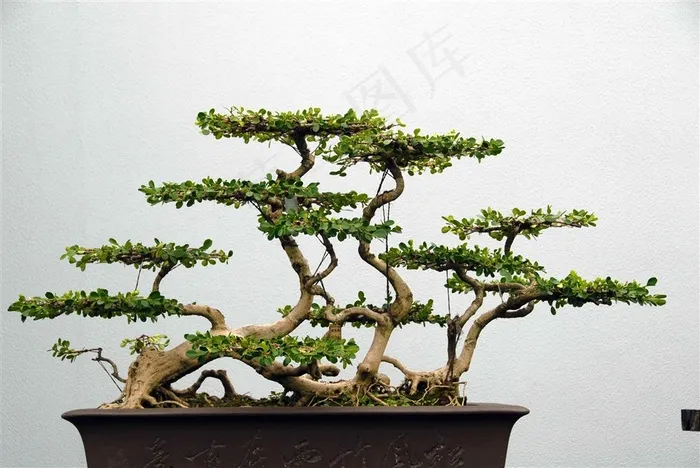 欣赏盆景摄影