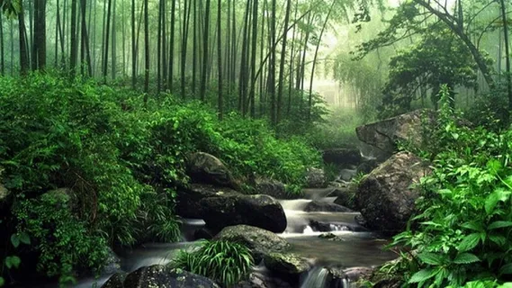 流淌着溪水的幽深竹林秘境