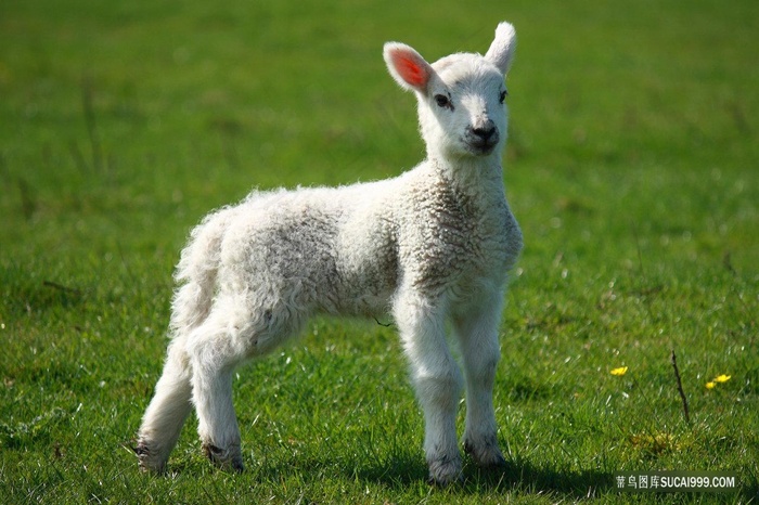 白色的小奶羊图片
