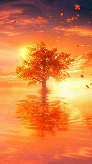 秋天树木的秋叶在河面上飘扬，金黄色温馨，秋分