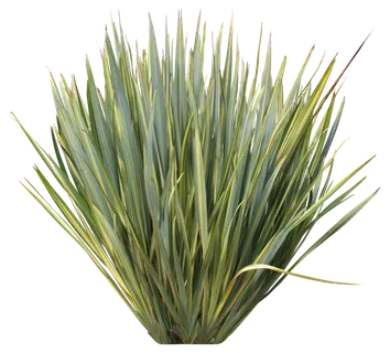 高清树木素材 免抠PSD植物素材 美术绘画园林贴图 树草灌木花草