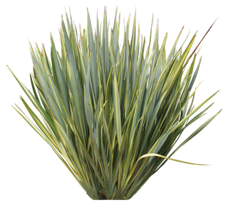 高清树木素材 免抠PSD植物素材 美术绘画园林贴图 树草灌木花草