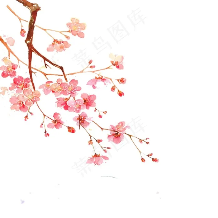 美丽梅花花枝图片