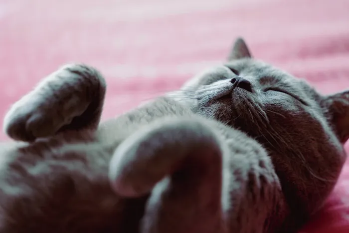 可爱猫咪猫猫摄影素材