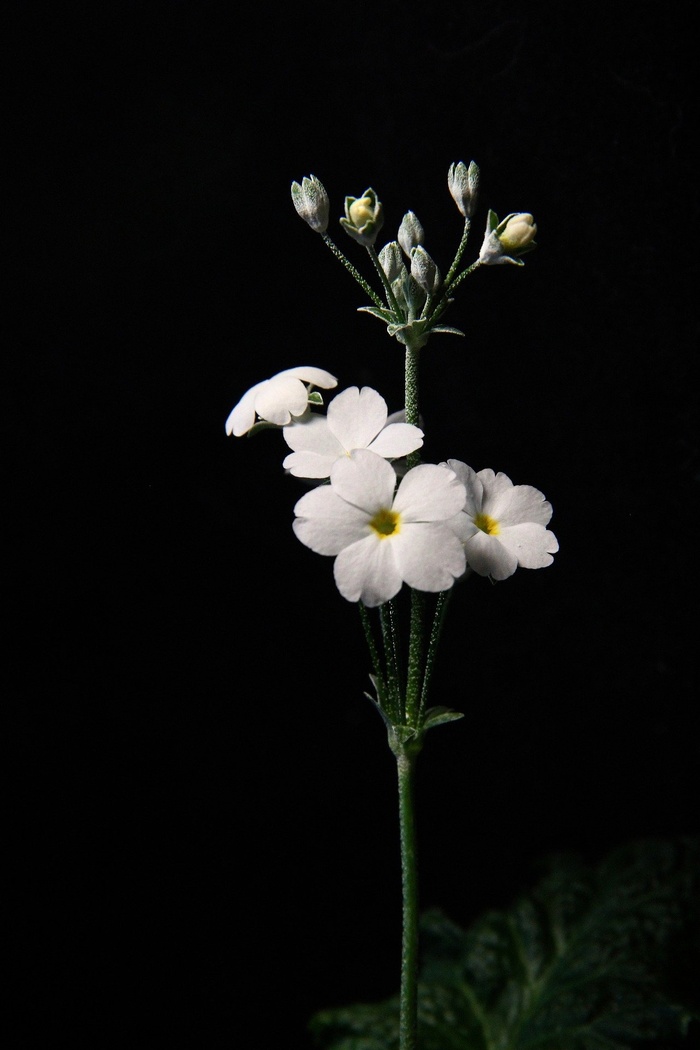 白色的花 花朵 自然 特写 白色