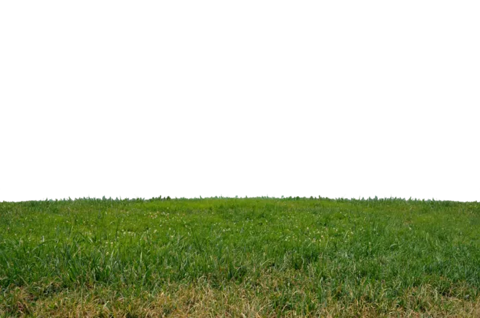 山坡上的杂草植物风景免抠图片素材