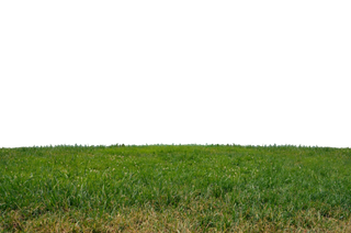 山坡上的杂草植物风景免抠图片素材