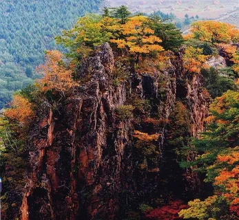 长在石峰上的枫树