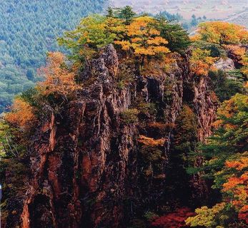 长在石峰上的枫树 长在石峰上的枫树