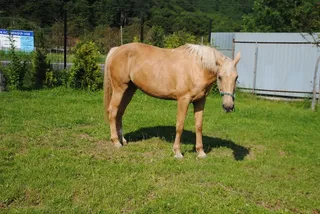草地棕色马图片