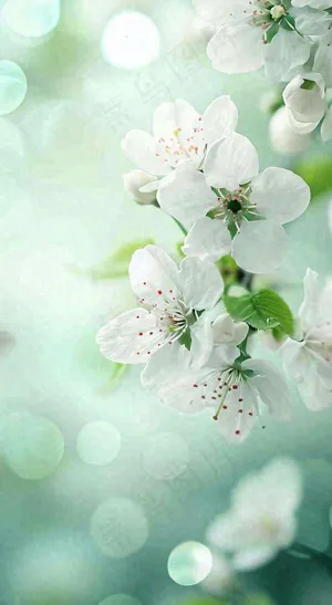 春天白色的樱花花朵开满枝头立春惊蛰春分摄影图