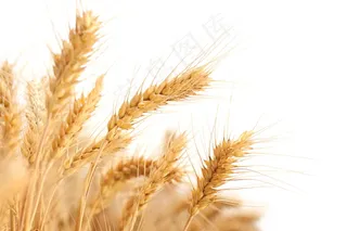 成熟小麦白色背景图片