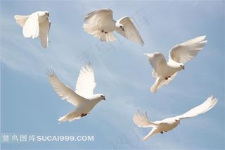 鸟类系列 - 美丽的白鸽
