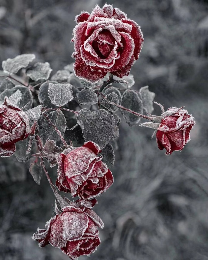 冰霜玫瑰图