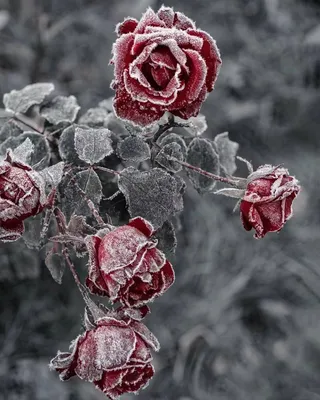 冰霜玫瑰图