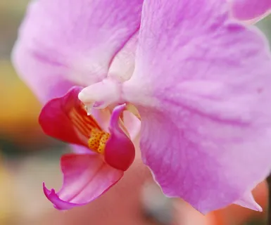 粉色蝴蝶兰摄影图 粉色蝴蝶兰摄影图