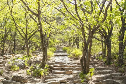 春天小清新树林图片