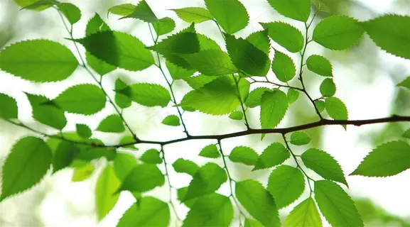 绿色榉树树叶壁纸