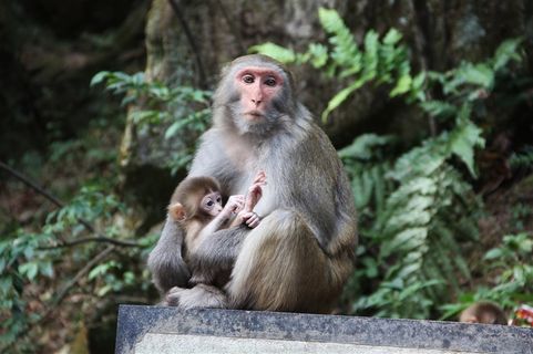 猴子图片素材动物大全