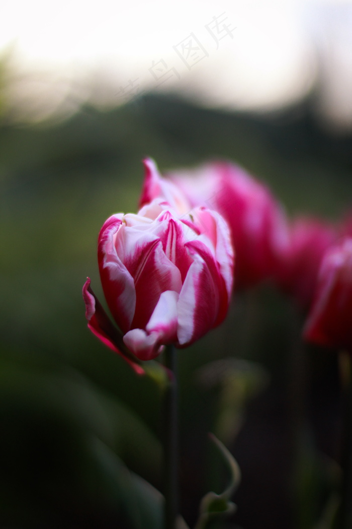 唯美郁金香花朵图片