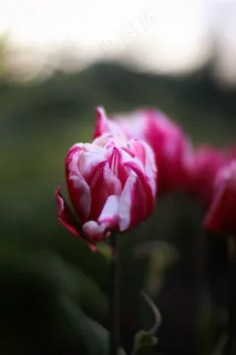 唯美郁金香花朵图片 唯美郁金香花朵图片