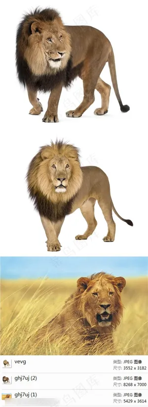 雄狮高清素材