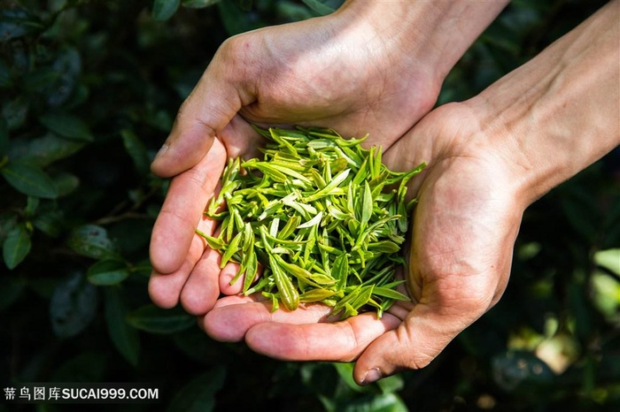 茶农手捧一把茶叶茶图片