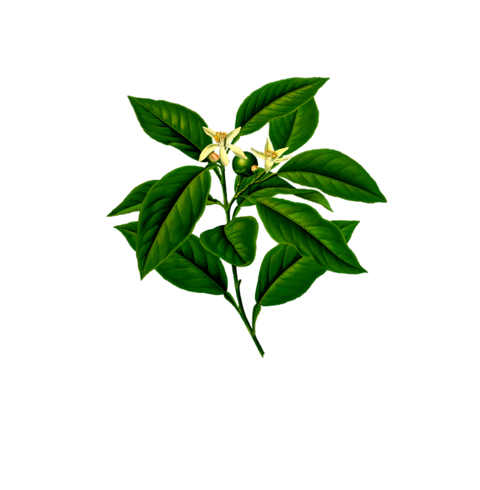植物免抠素材