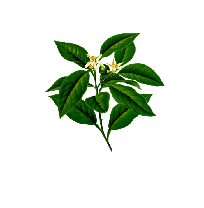 植物免抠素材