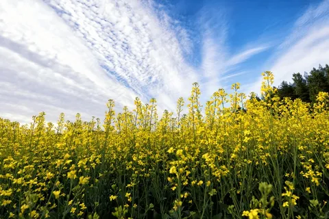 油菜花摄影图片 油菜花摄影图片