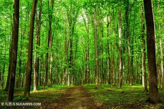 树林道路景色高清图片