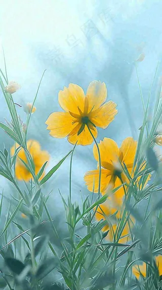 春天小黄花花朵阳光蓝天白云清新，立春惊蛰春分摄影图