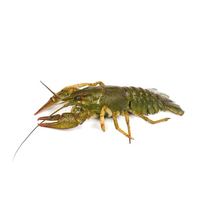 虾类(23)海鲜超市商品红酒白底图免抠实物摄影png格式图片透明底