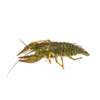 虾类(23)海鲜超市商品红酒白底图免抠实物摄影png格式图片透明底