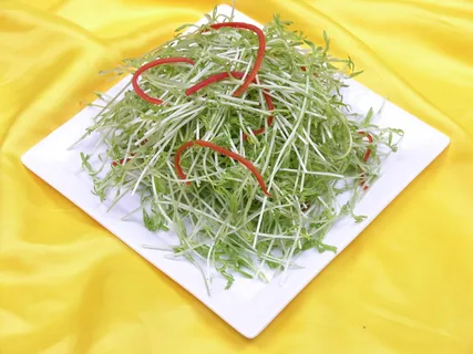 0711a-769脆香松柳芽