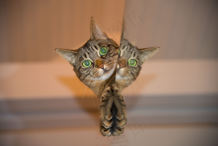 萌萌小猫图片