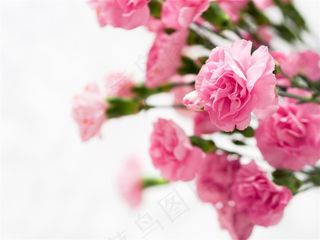 粉色康乃馨鲜花图片