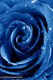 高清鲜花蓝玫瑰图片素材 高清鲜花蓝玫瑰图片素材
