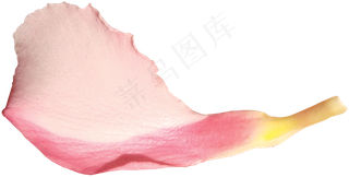 花瓣花朵免扣图片 