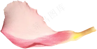 花瓣花朵免扣图片 