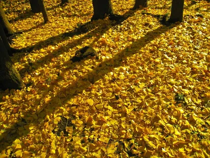 满地银杏落叶图片 满地银杏落叶图片
