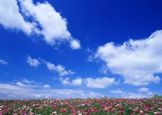 清澈天空背景云层云彩花海