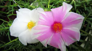 太阳花图片下载