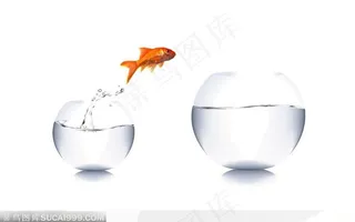 从金鱼缸跳来跳出来的金鱼图片