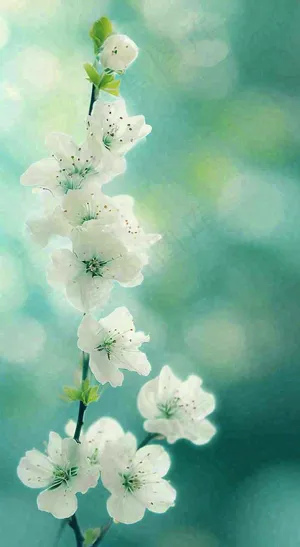 春天枝头上开满花朵，春分摄影图