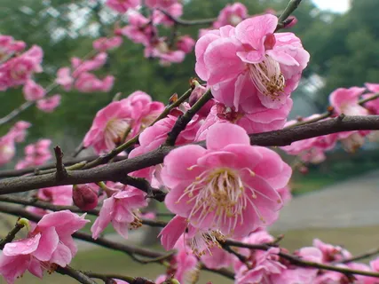 梅花盛开素材图片 梅花盛开素材图片