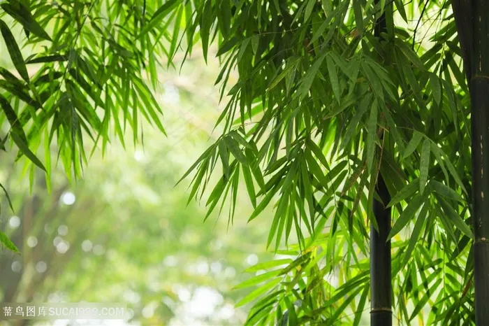 竹子竹林图片