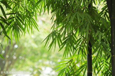 竹子竹林图片