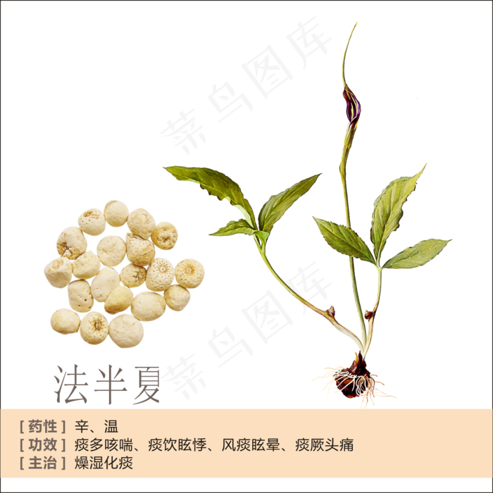 手绘草本中药药材法半夏